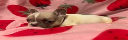 French Bulldog dogs for sale: KC French Bulldog puppies  - Advert 12