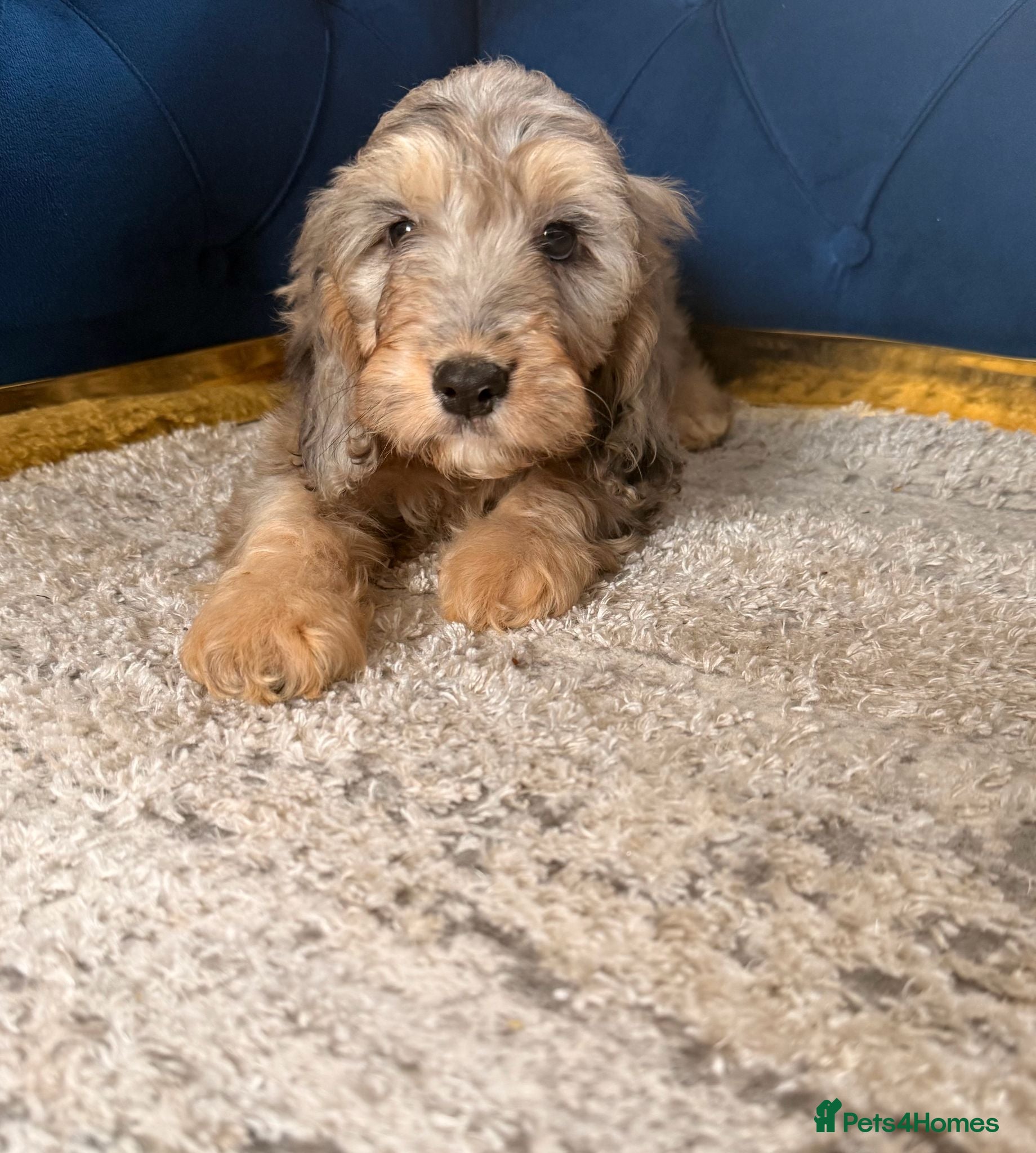 Cockapoo dogs Beautiful puppies - Advert 1