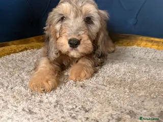 Cockapoo dogs Beautiful puppies - Advert 1