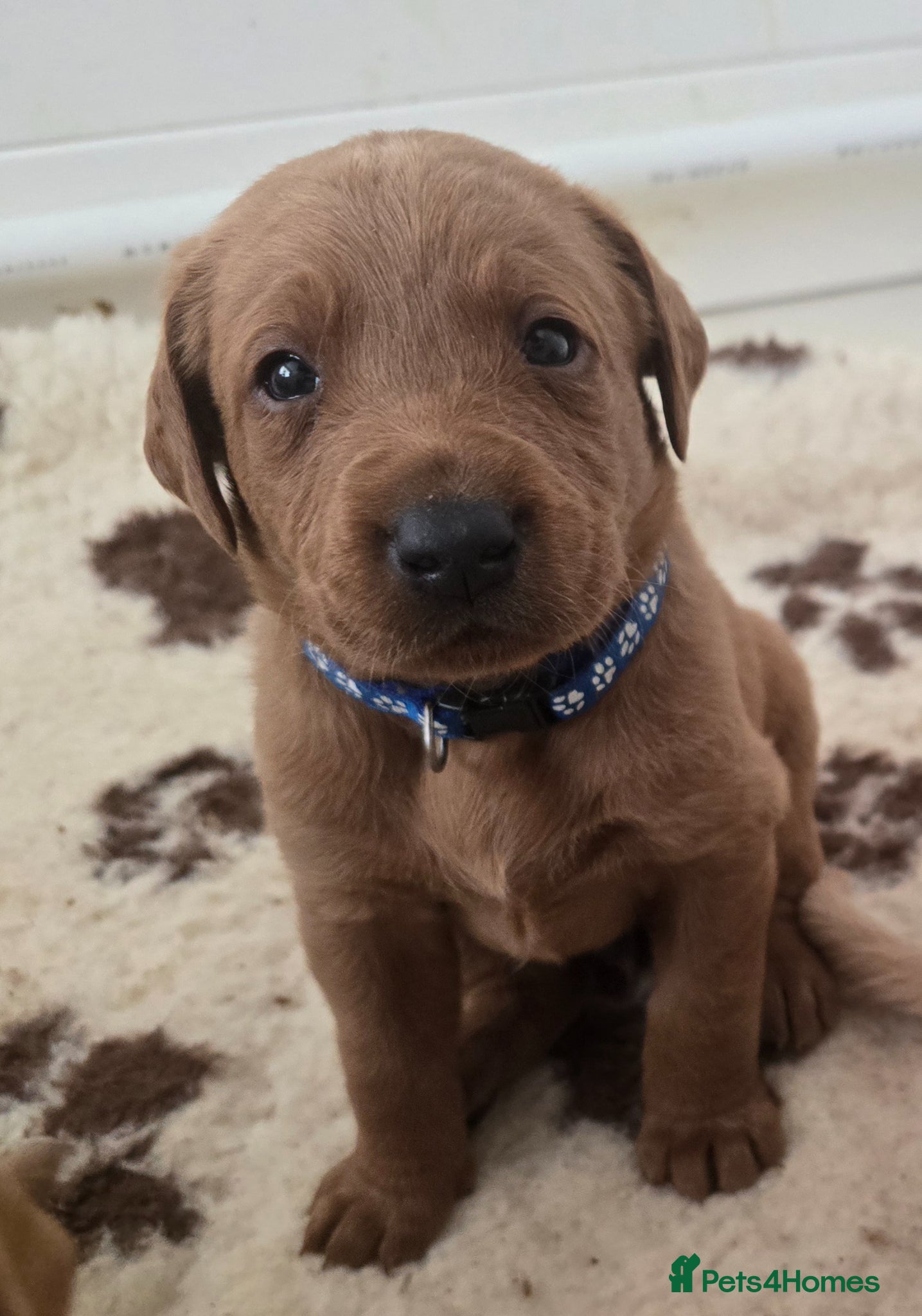 Labrador Retriever dogs Stunning KC registered Labrador puppies - Advert 1