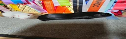 Guinea Pig rodents for sale: Baby boys to go in pairs - Advert 5