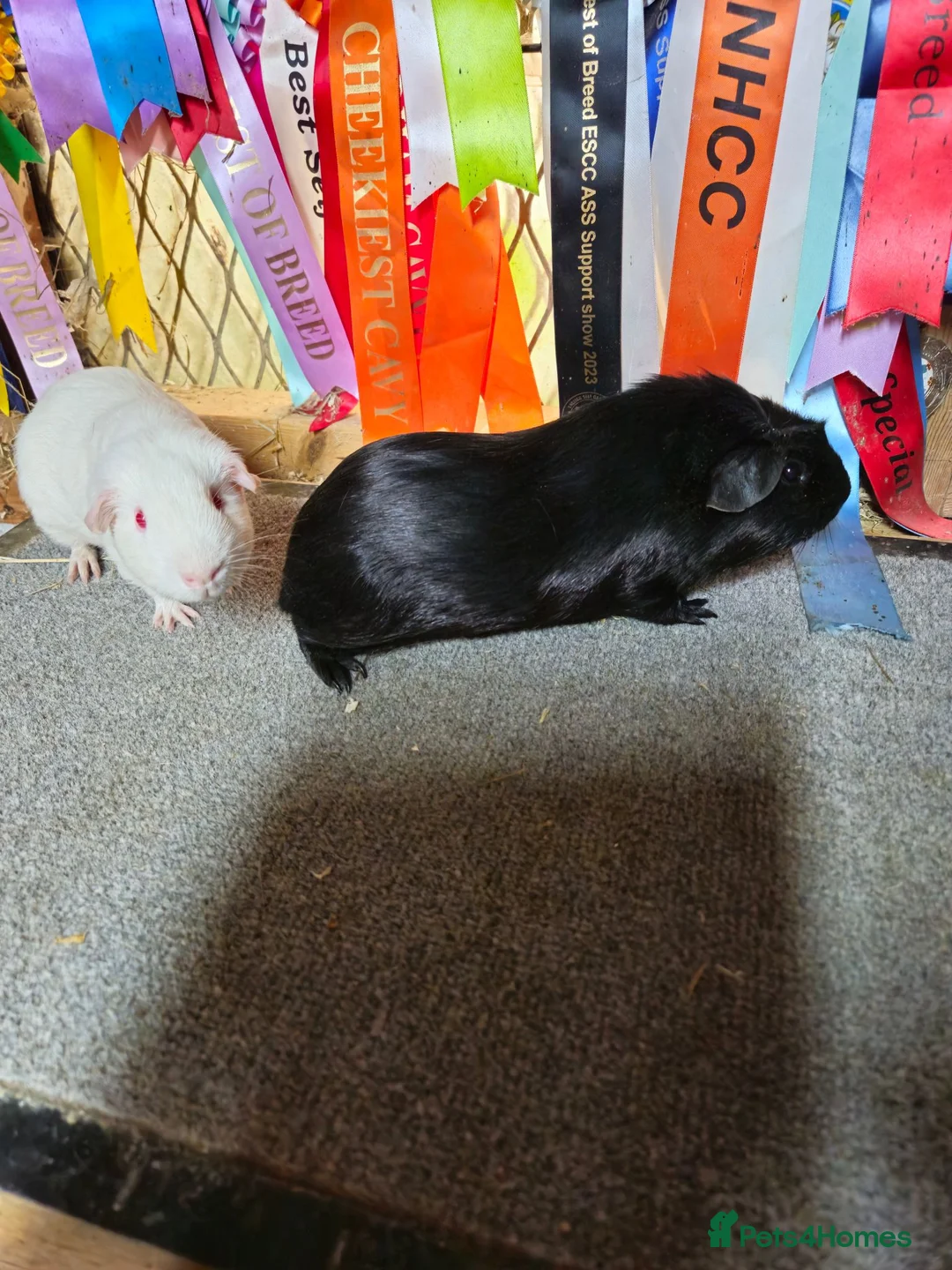 Guinea Pig rodents for sale: Baby boys to go in pairs - Advert 5