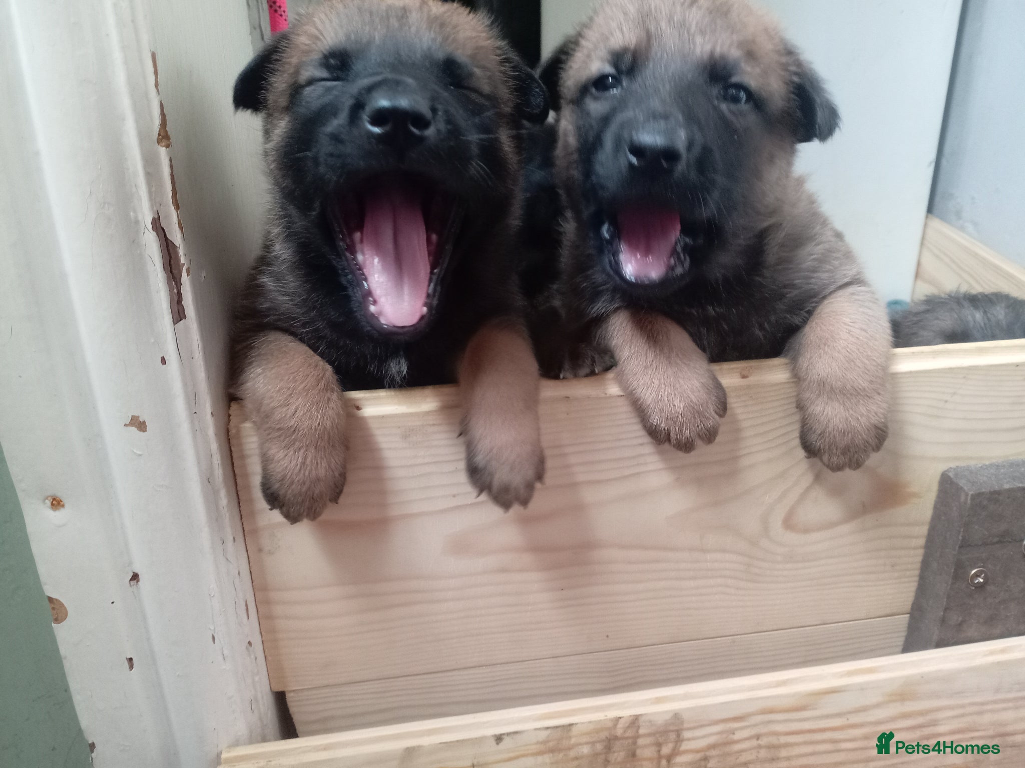 Belgian Shepherd Dog dogs for sale: Belgium malinois puppies 7 weeks old - Advert 5