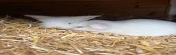 Mini Lop rabbits for sale: Pure white blue eye doe abd buck - Advert 1