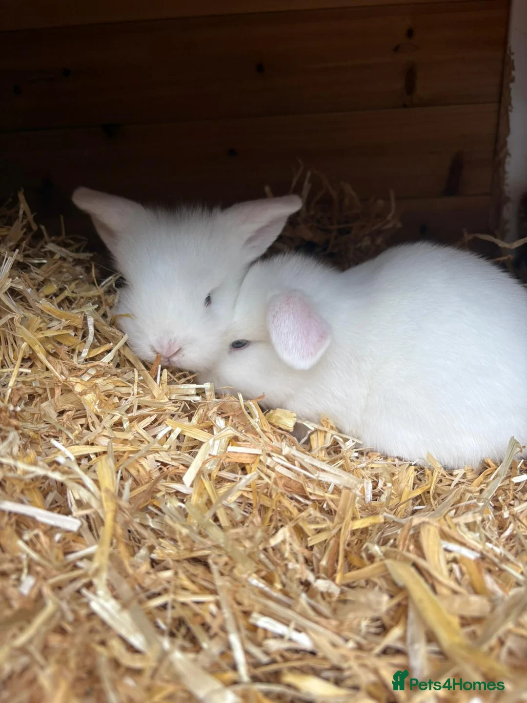 Mini Lop rabbits for sale: Pure white blue eye doe abd buck - Advert 1