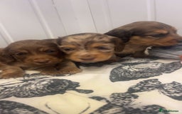 Miniature Dachshund dogs for sale: Long haired dapple miniature Dachsund puppies - Image 3
