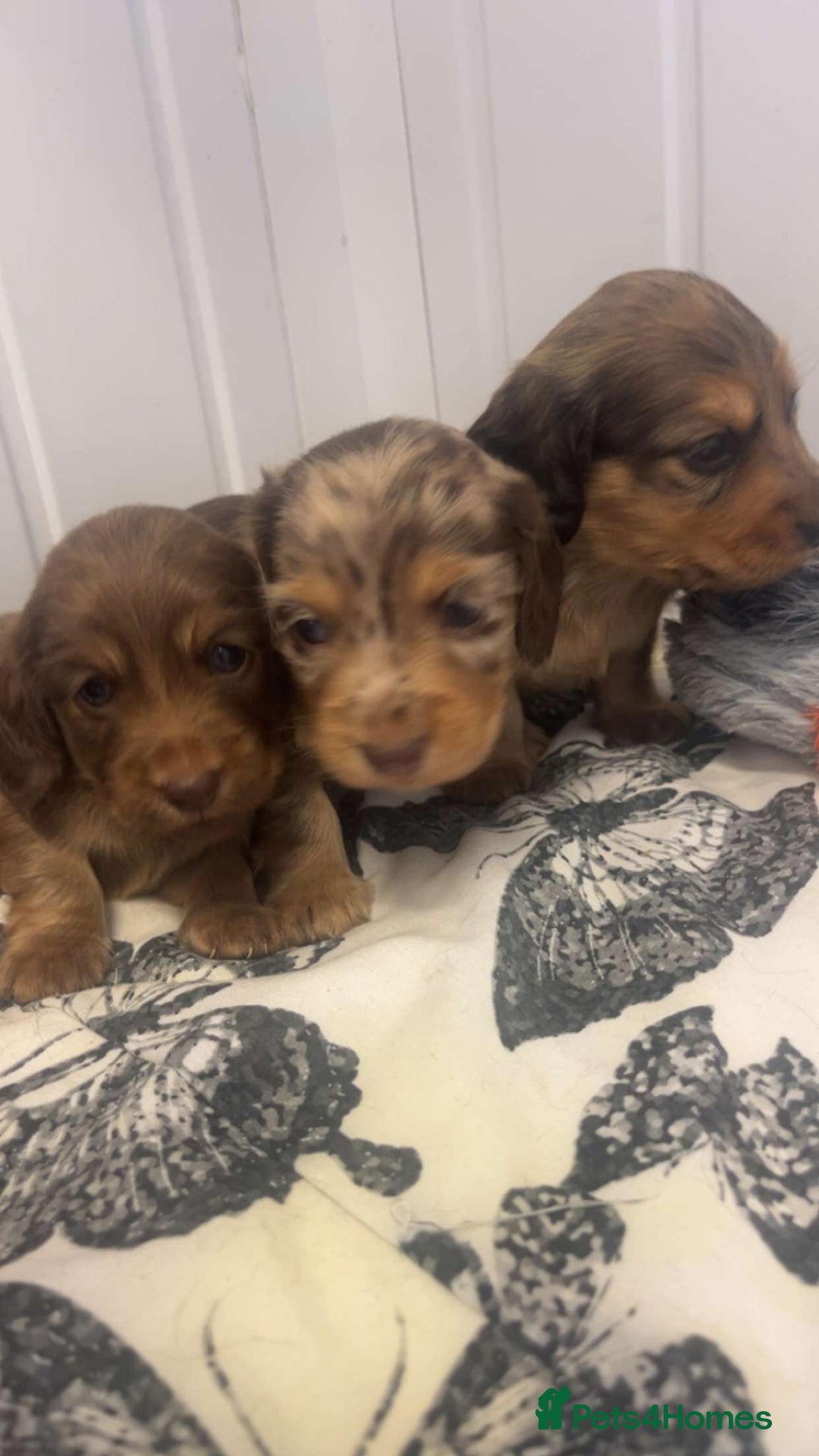 Miniature Dachshund dogs for sale: Long haired dapple miniature Dachsund puppies - Image 3