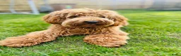 Goldendoodle dogs for sale: WAITING LIST OPEN - AUSSIE DOODLES  - Advert 25