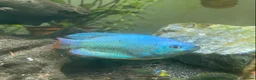 Gouramis fish for sale: Powder blue Dwarf Gourami  - Advert 1