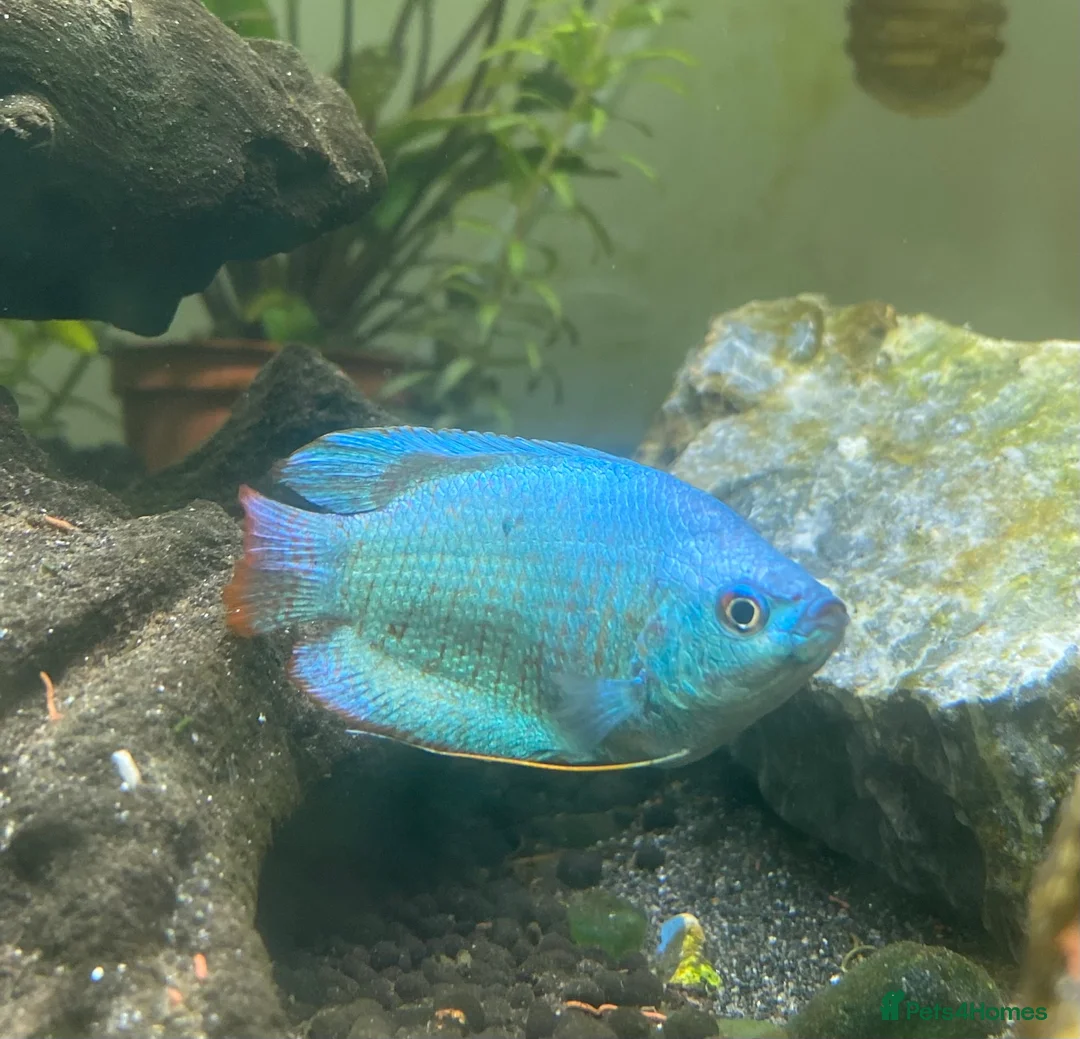 Gouramis fish for sale: Powder blue Dwarf Gourami  - Advert 1