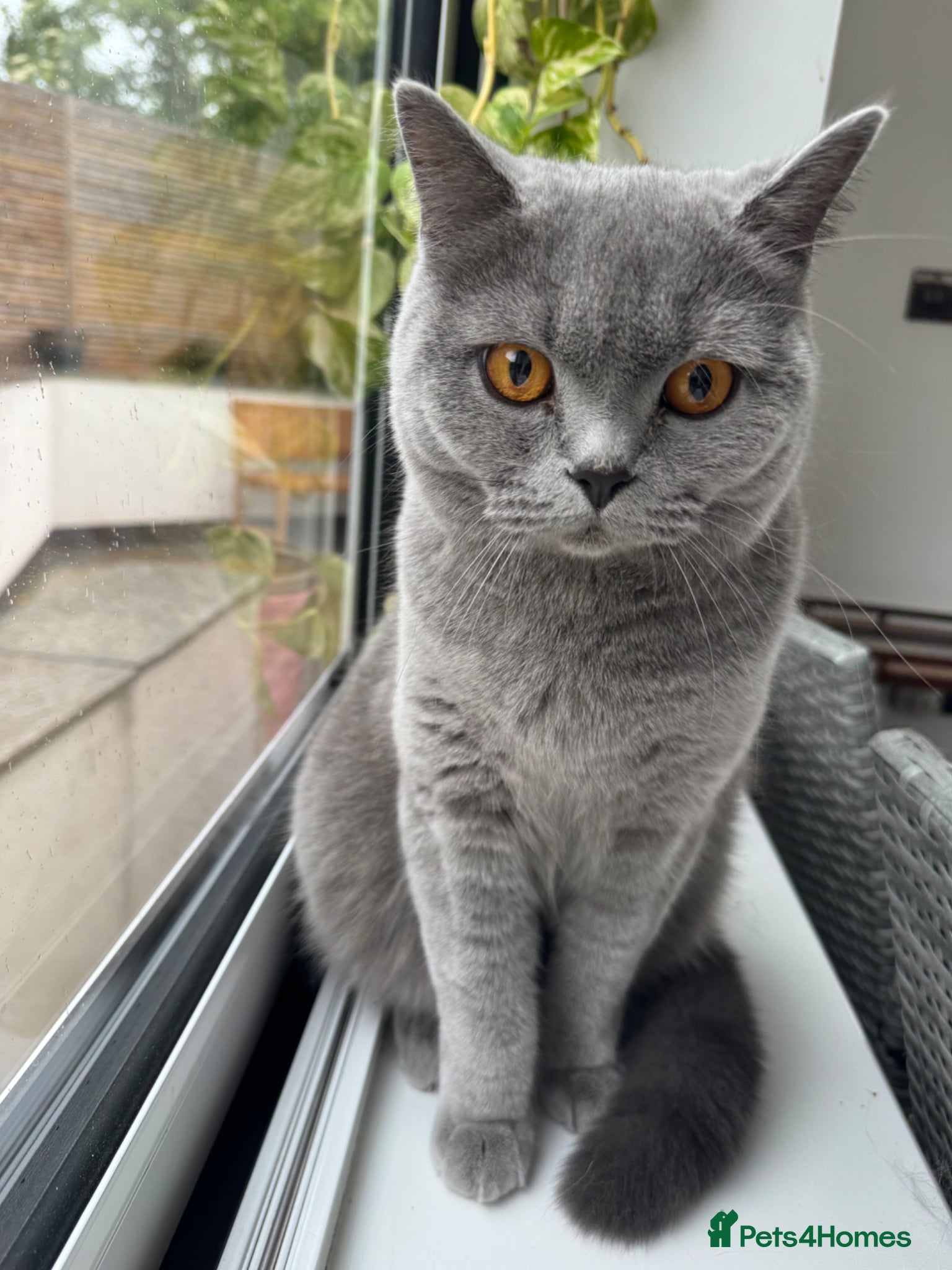 British Shorthair cats for sale: Beautiful 1-Year-Old British Shorthair  in Birmingham - Advert 5