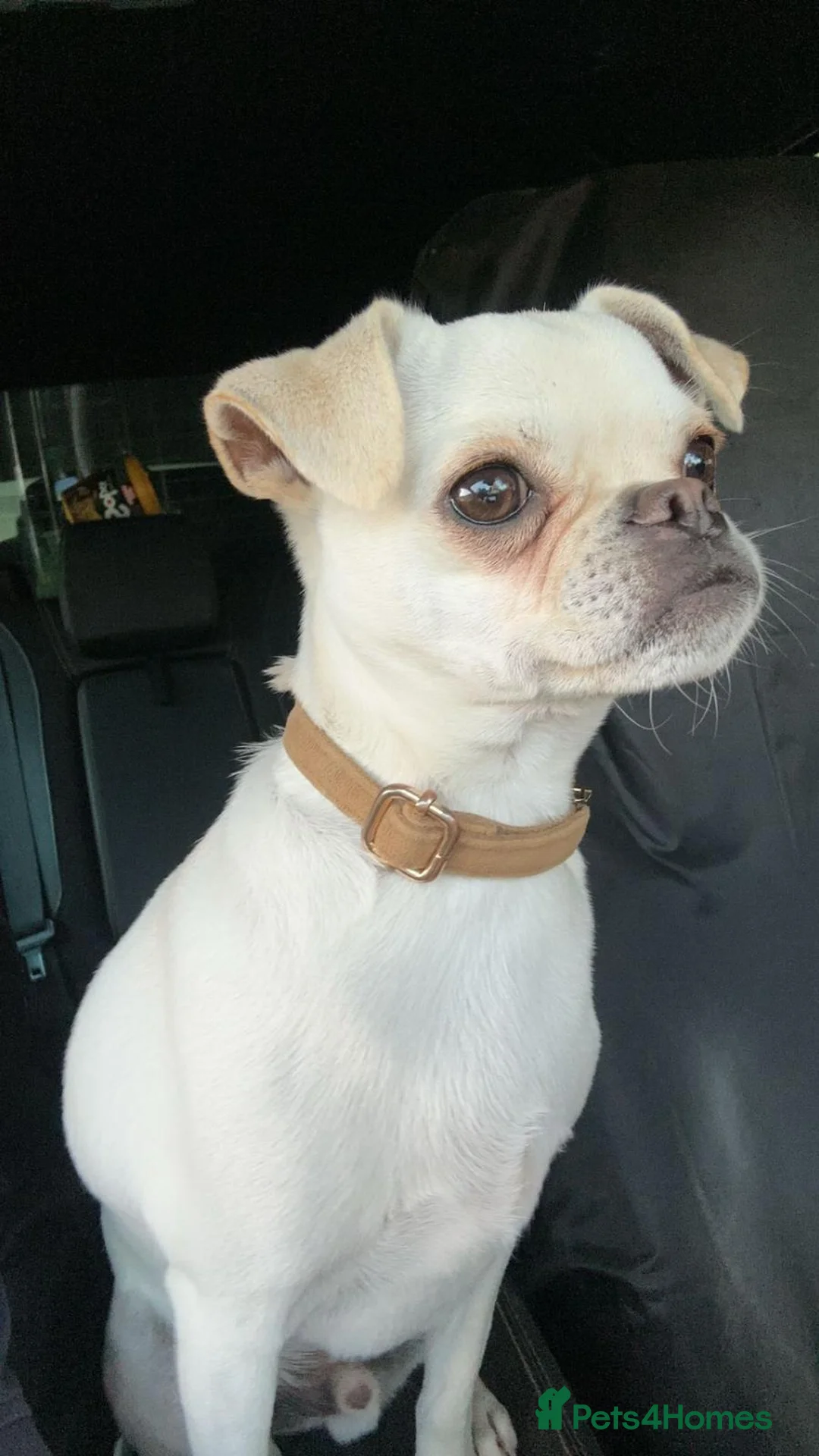 Chug dogs for sale: Male Chug  - Advert 2