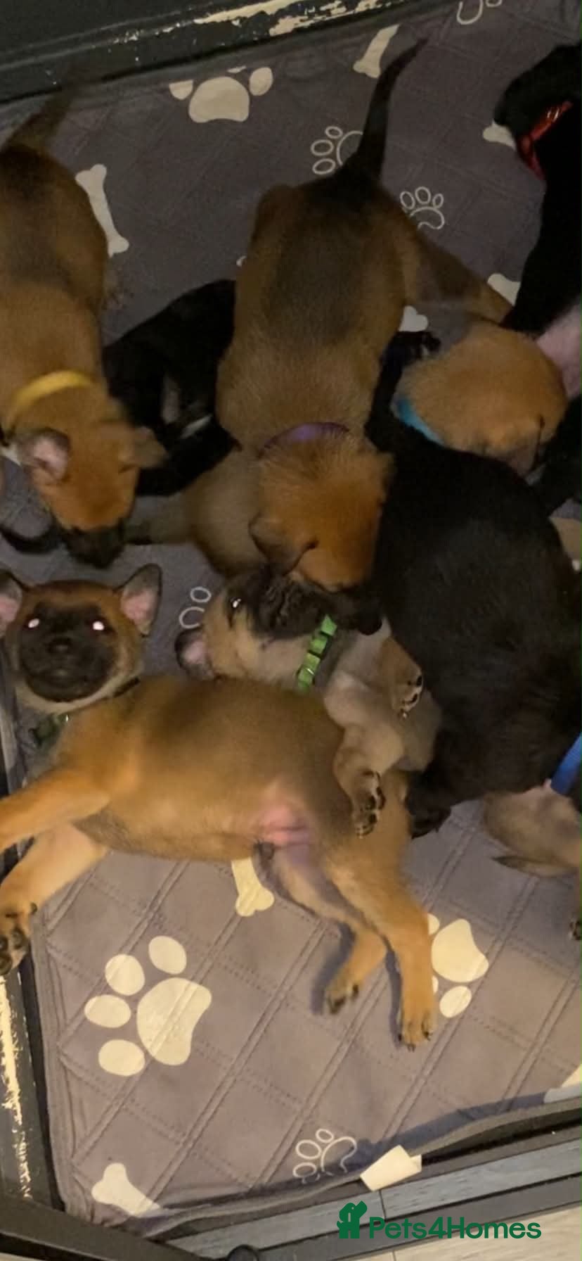 Mixed Breed dogs Bullherder pups - Advert 17