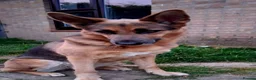 German Shepherd dogs for sale: German Shepherd Puppies for sale in Ipswich - Advert 3