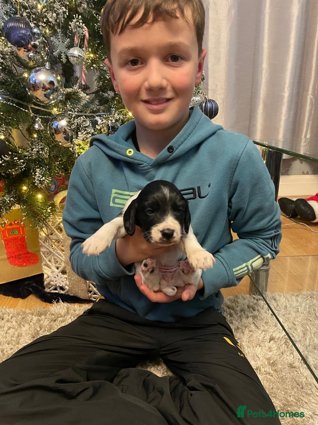 Cocker Spaniel dogs for sale: Cocker Spaniel  - Advert 10