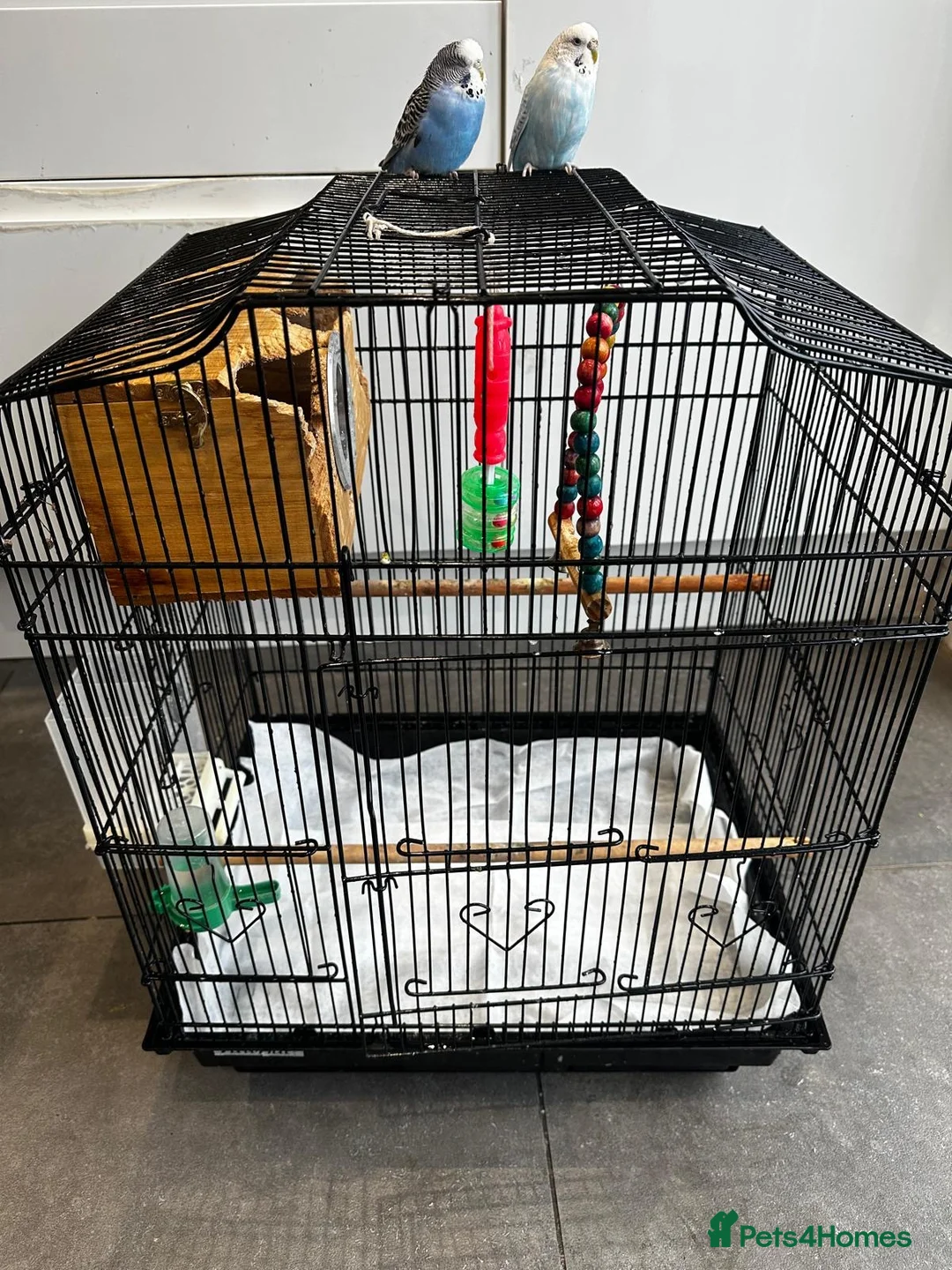 Budgerigars birds for sale: budgie - Advert 3