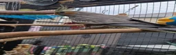 Cockatiels birds for sale: 3 8 week old cockatiels for sale £90 each - Advert 17