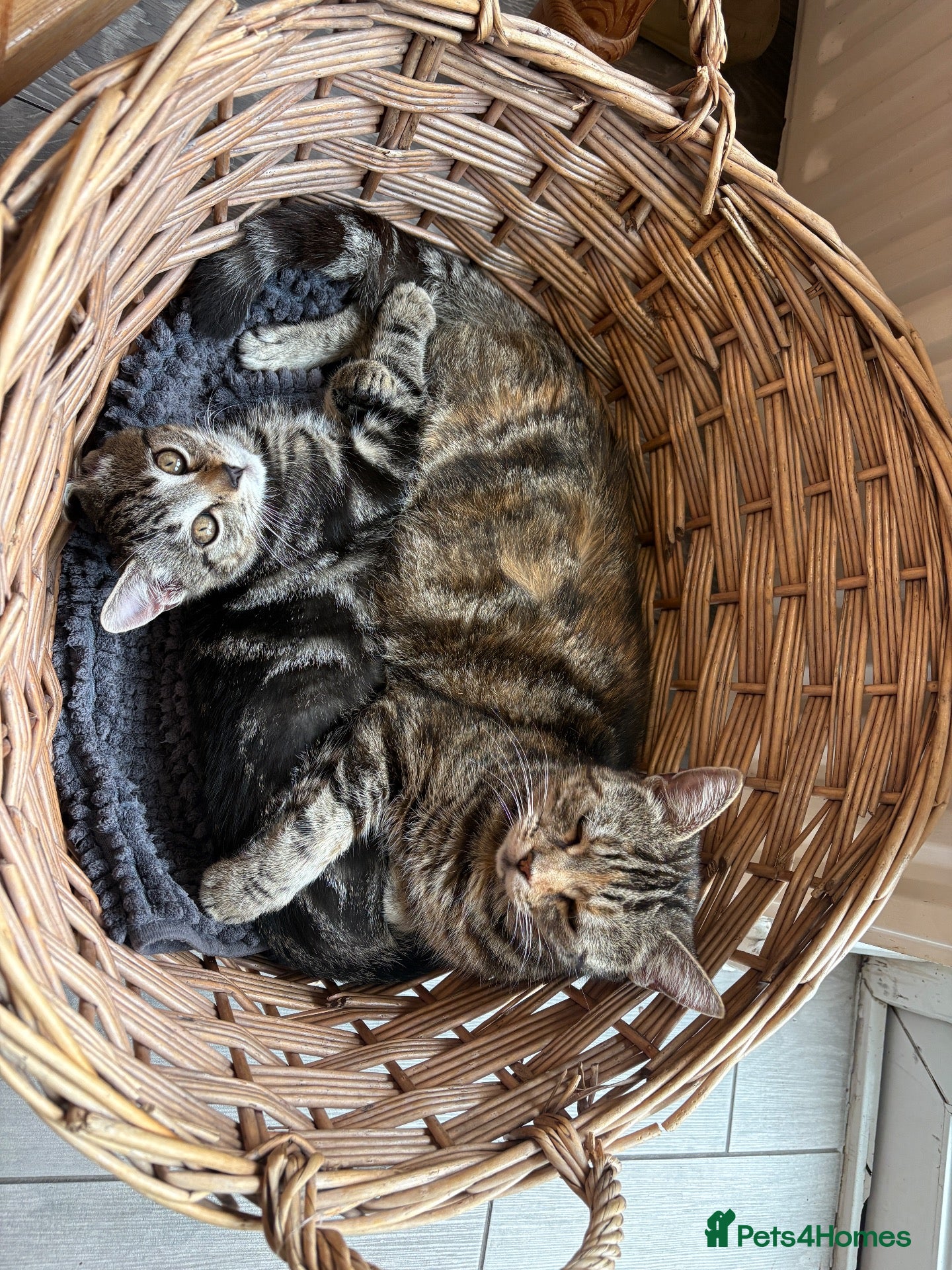 Mixed Breed cats for sale: Gorgeous healthy kitten looking for a loving home - Advert 2