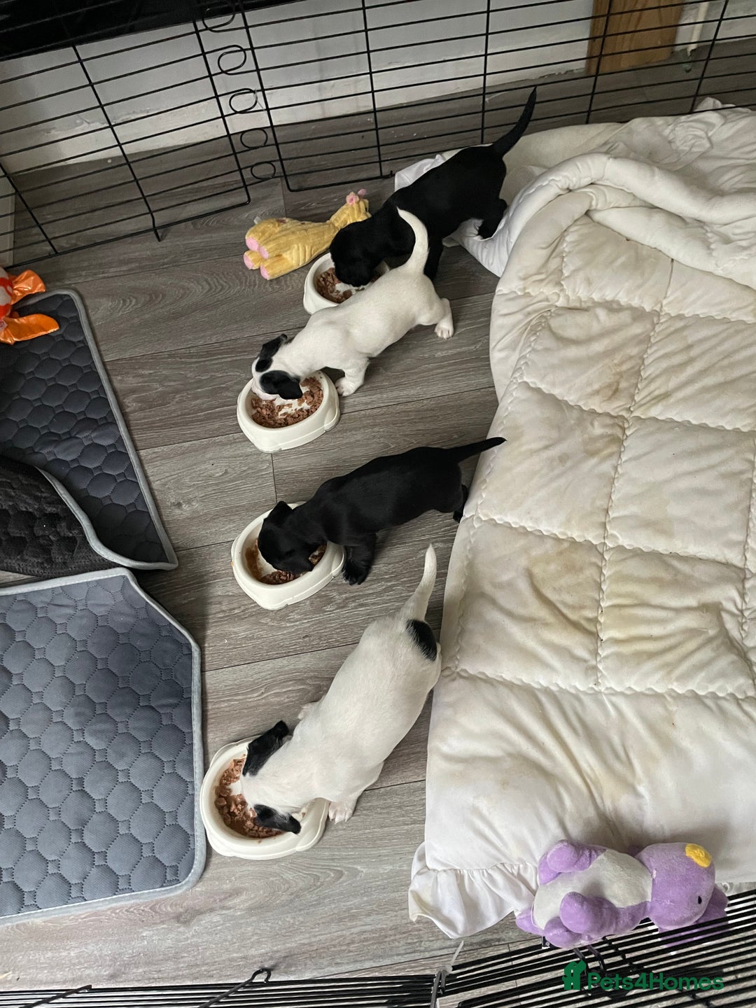 Mixed Breed dogs for sale: 2 boys available  in East Grinstead - Image 13