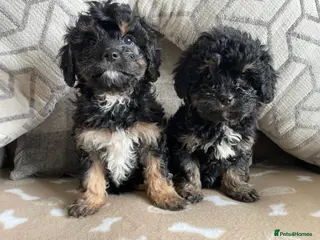 Cavapoo dogs Tiny cavapoos - Advert 13