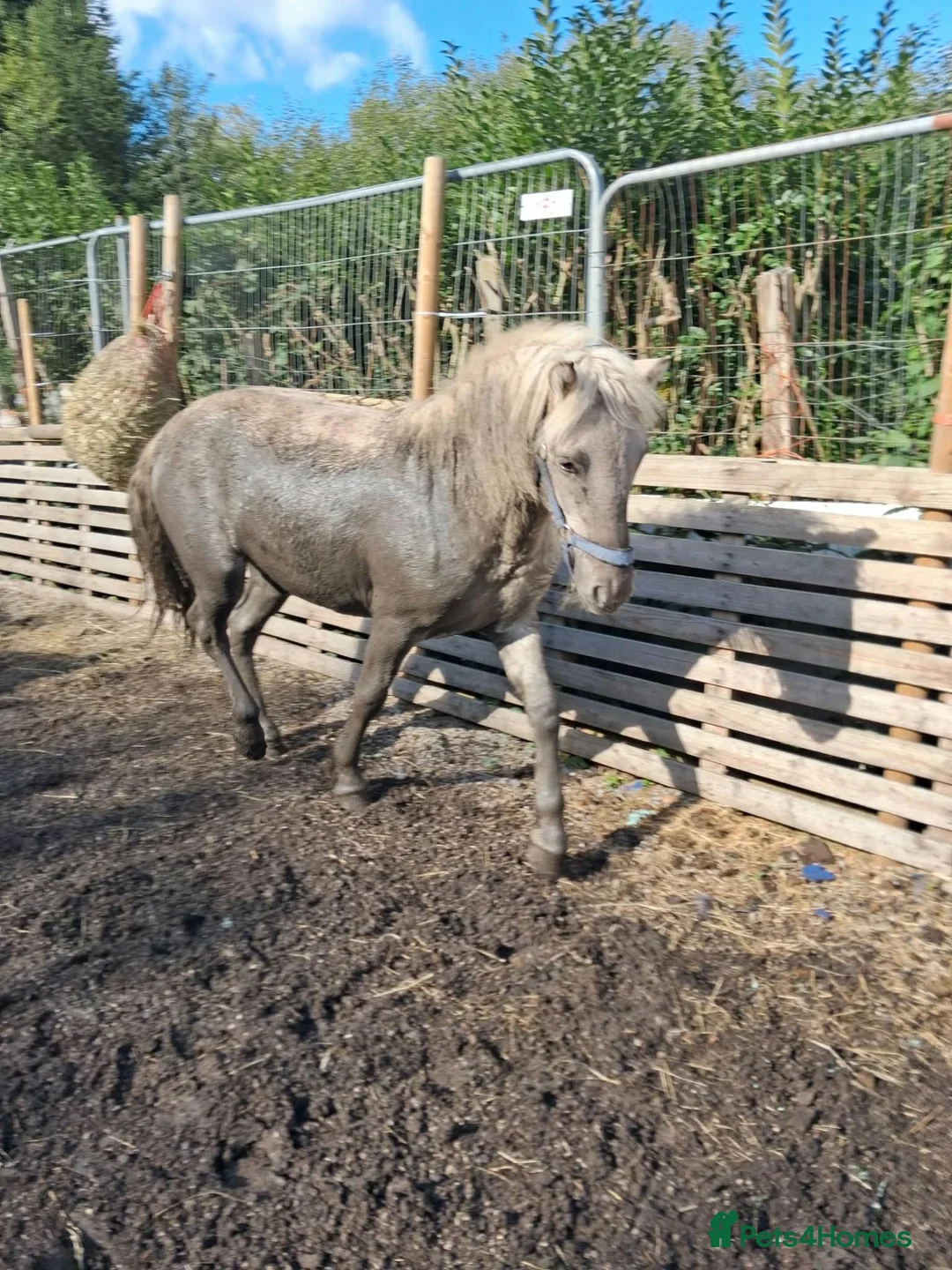 Highland horses for sale: Highland Yearling filly  - Advert 1
