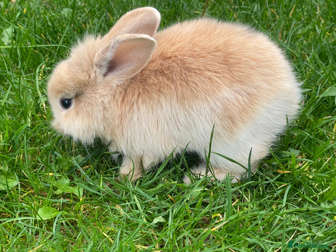 Mixed Breed rabbits for sale: Baby rabbits mixed - Advert 3