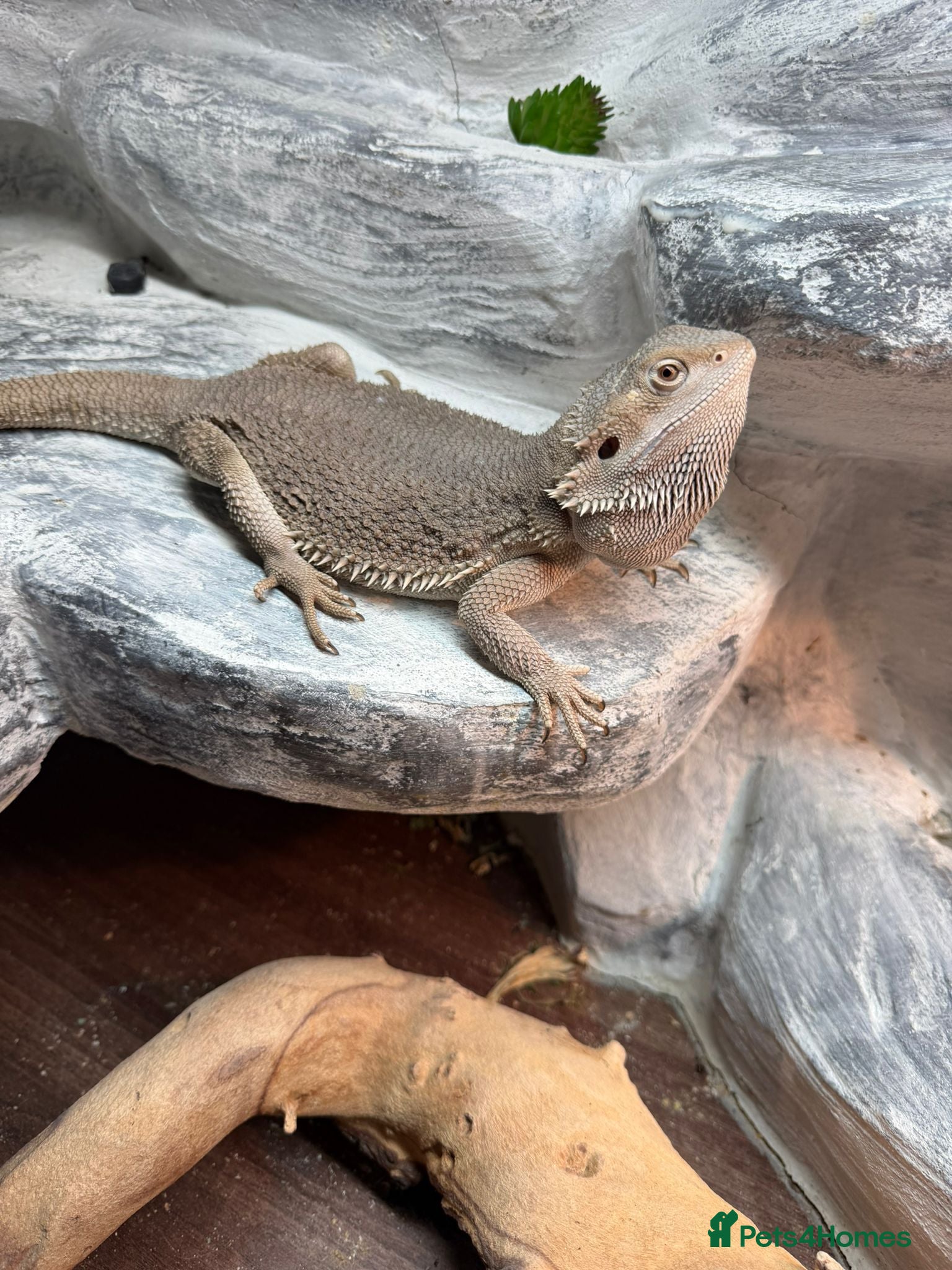 Bearded Dragon reptiles 2yo Bearded Dragon + Custom Vivarium & Full Setup - Advert 1