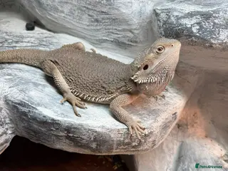 Bearded Dragon reptiles 2yo Bearded Dragon + Custom Vivarium & Full Setup - Advert 1