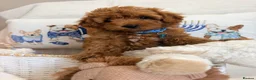 Maltipoo dogs for sale: 💖BEAUTIFUL LICENSED-BRED MALTIPOO💖 in Virginia Water - Advert 40