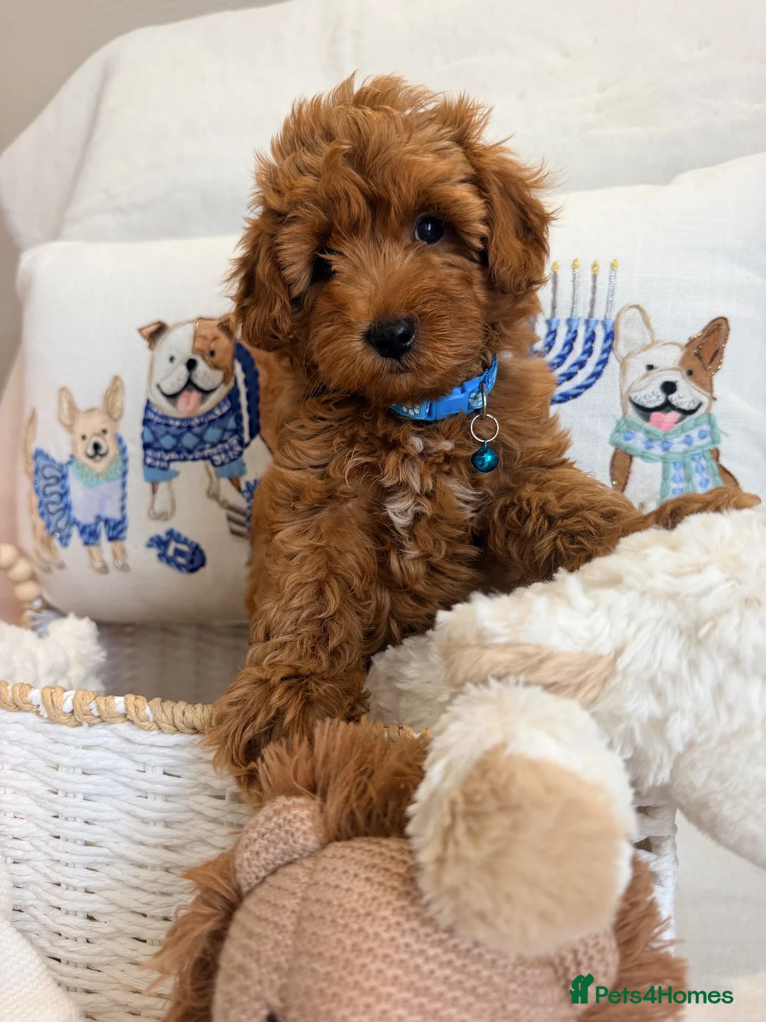 Maltipoo dogs for sale: 💖BEAUTIFUL LICENSED-BRED MALTIPOO💖 in Virginia Water - Advert 40
