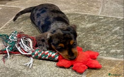 Miniature Dachshund dogs for sale: Stunning Miniature Smooth Dachshunds - Image 32