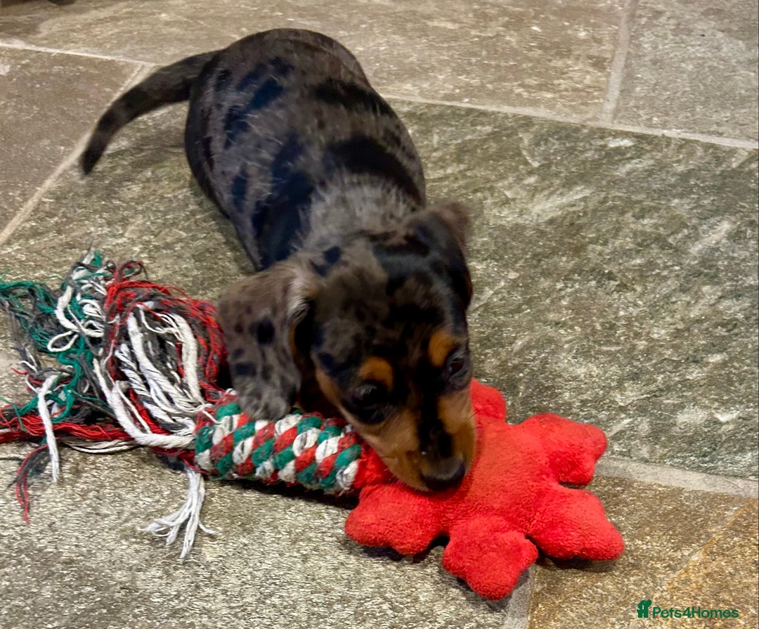 Miniature Dachshund dogs for sale: Stunning Miniature Smooth Dachshunds - Image 32