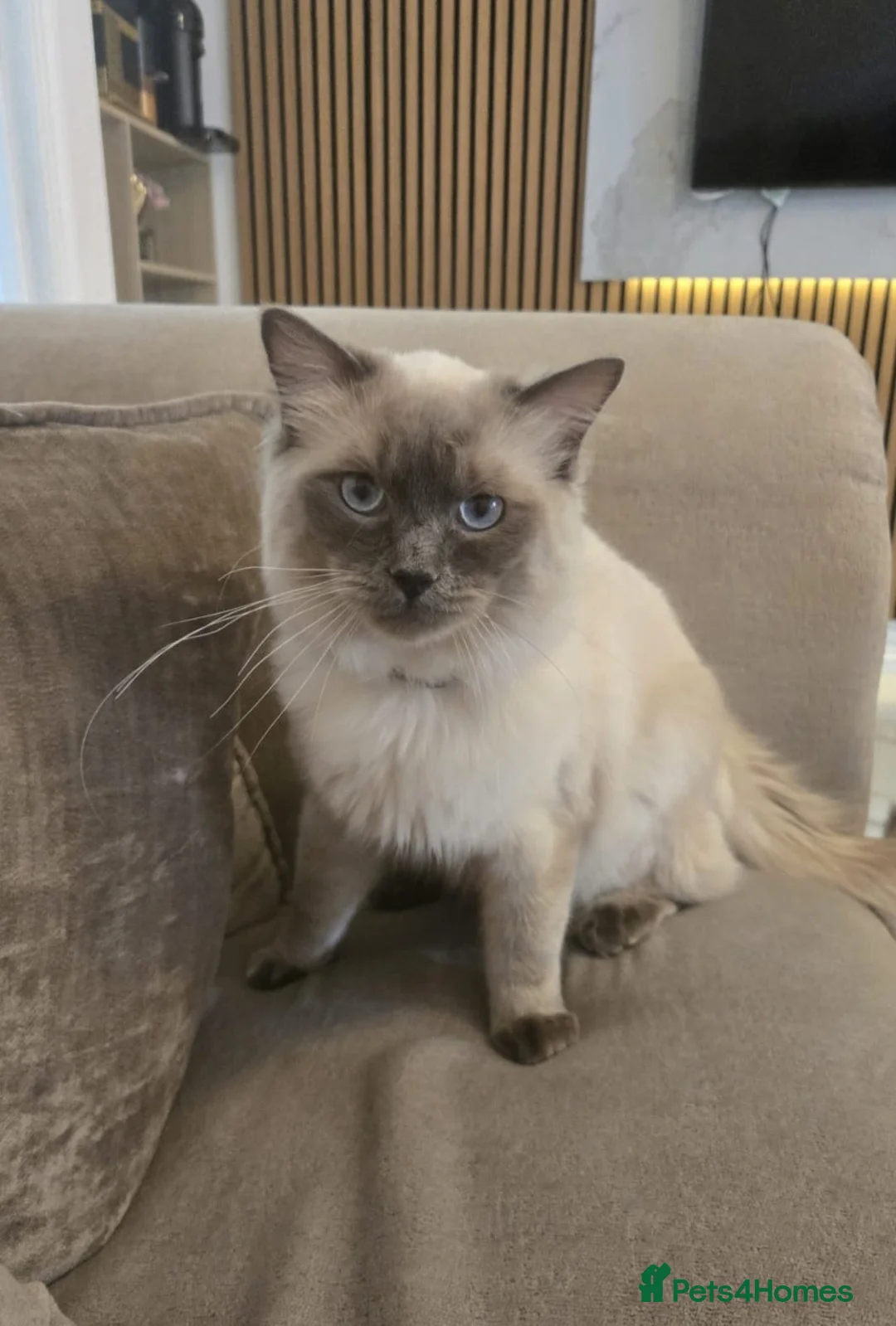 Ragdoll cats for stud: Beautiful Pure Ragdoll 1 Year for stud - Advert 2