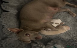 Chihuahua dogs for sale: Adorable Chihuahua puppies - Image 7