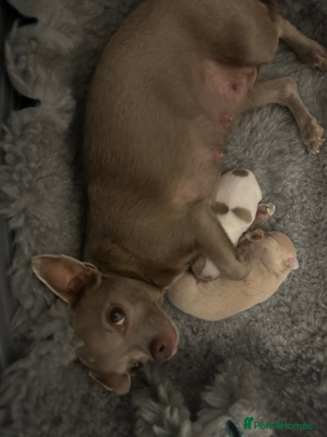 Chihuahua dogs for sale: Adorable Chihuahua puppies - Image 7