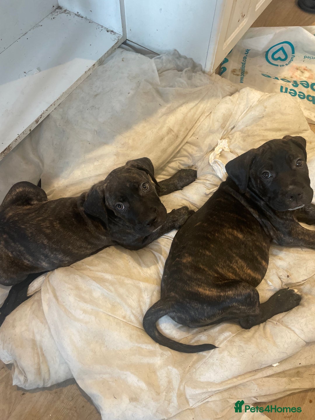 Cane Corso dogs for sale: Cane corso pups  - Image 3