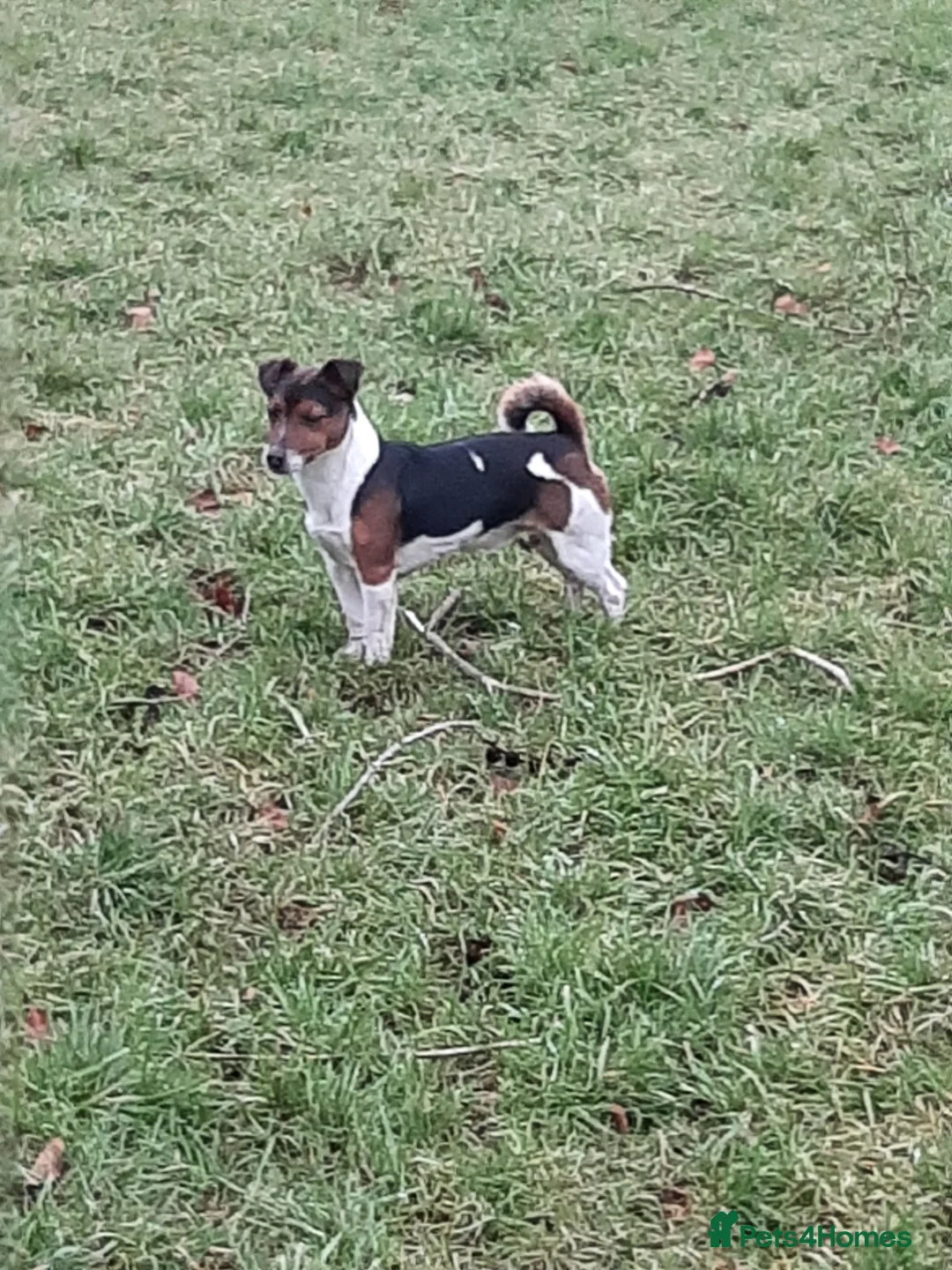 Jack Russell dogs for stud: Tri coloured Jackrussell for stud in Ossett - Advert 2