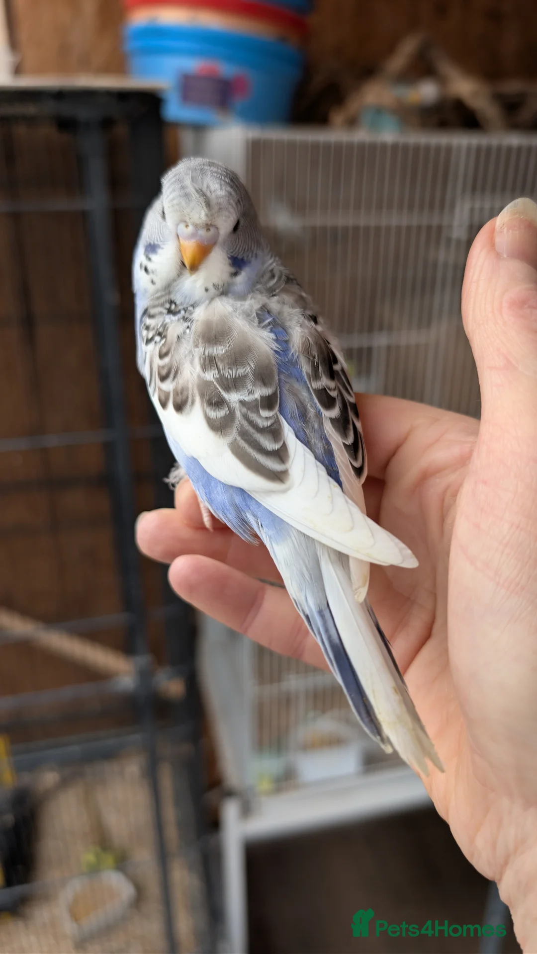 Budgerigars birds for sale: Hand tamed baby budgies for sale - Advert 1
