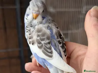 Budgerigars birds Hand tamed baby budgies for sale - Advert 1
