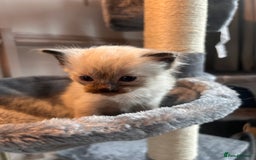 Ragdoll cats for sale: Beautiful pedigree blue point seal point Ragdolls - Image 8