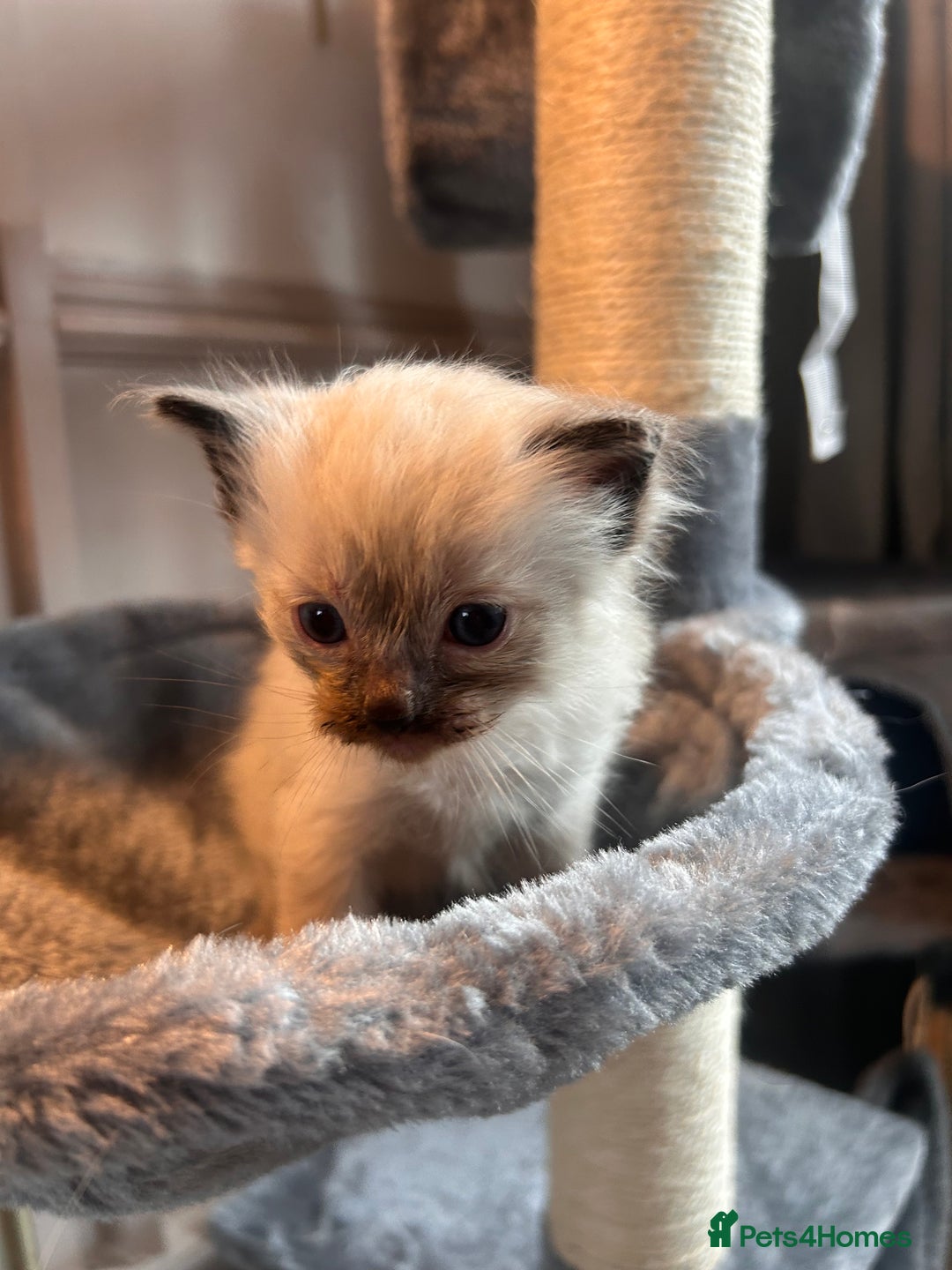 Ragdoll cats for sale: Beautiful pedigree blue point seal point Ragdolls - Image 8