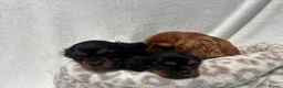 Cavalier King Charles Spaniel dogs for sale: Cavalier King Charles  - Advert 13
