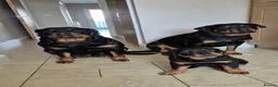 Rottweiler dogs for sale: Both Parents Elbows/hips scored, LEMP/JLPP Clear - Advert 4