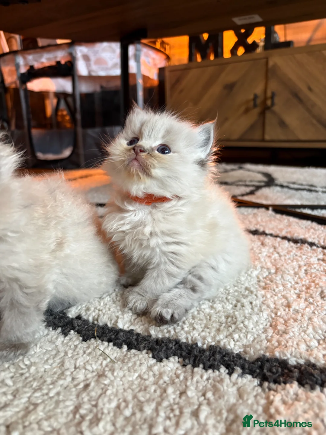 Ragdoll cats for sale: Ragdoll littens in Leven - Advert 14
