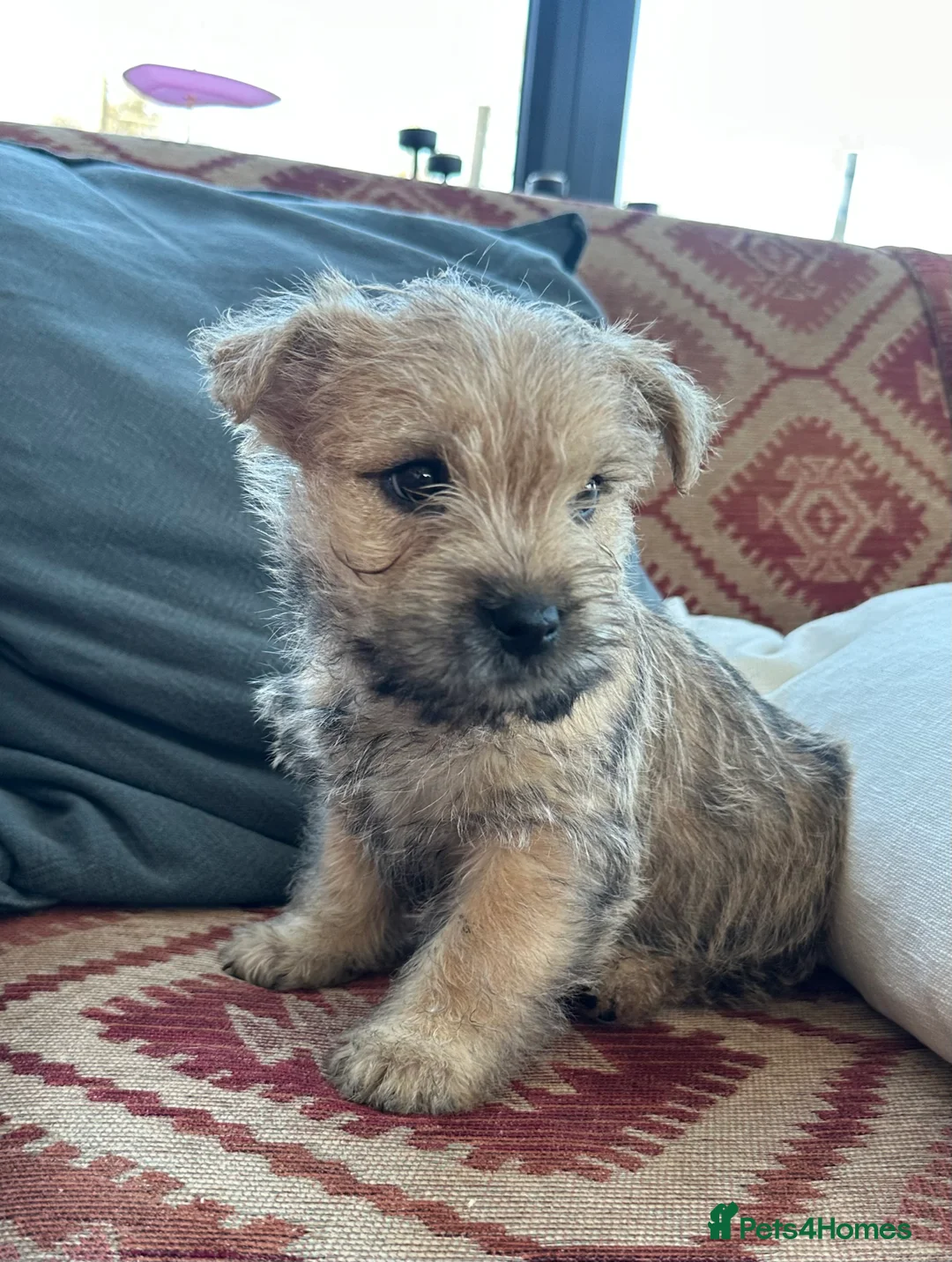 Cairn Terrier dogs for sale: Quality Beautiful KC Reg Cairn Terrier Puppies.  - Advert 34