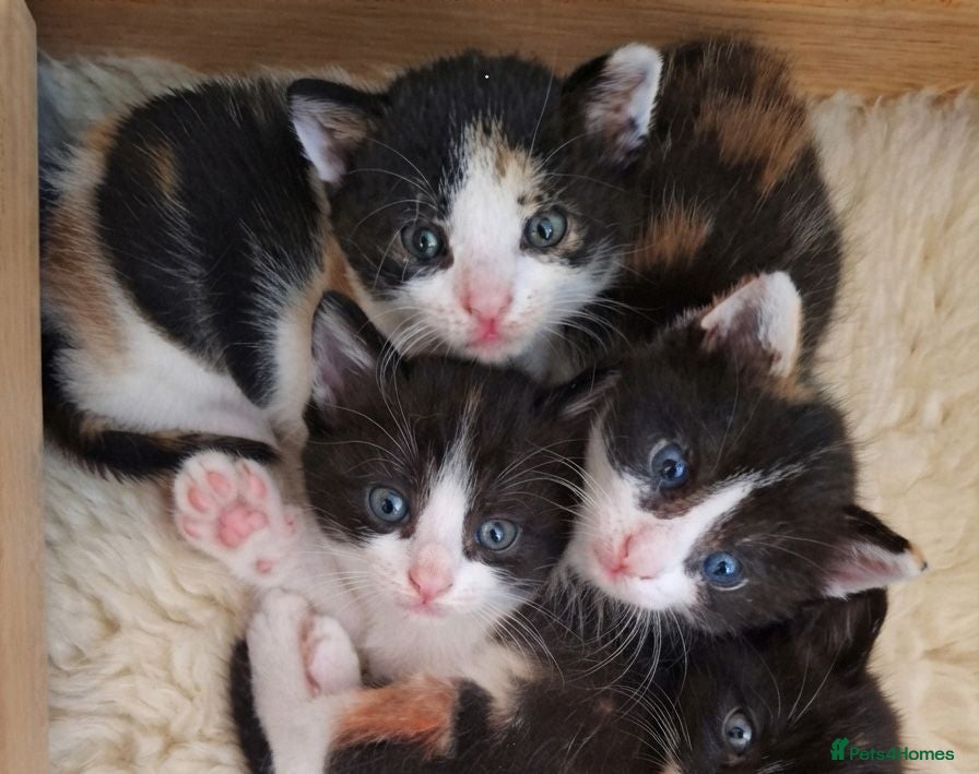 Mixed Breed cats Beautiful ginger kittens sale for good home - Advert 12