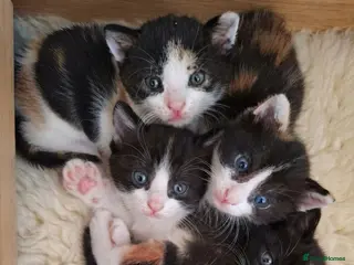 Mixed Breed cats Beautiful ginger kittens sale for good home - Advert 1