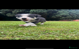 Border Collie dogs for sale: Gorgeous Border Collie Puppies  - Image 30