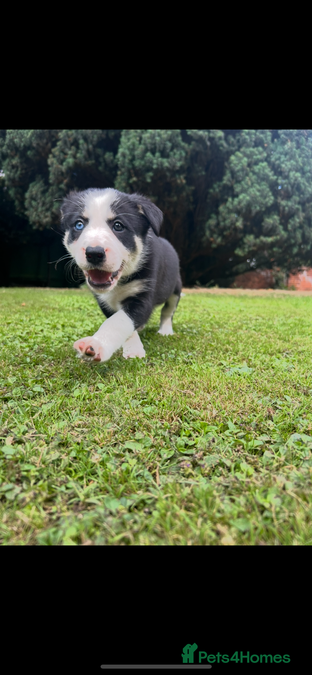 Border Collie dogs for sale: Gorgeous Border Collie Puppies  - Image 30