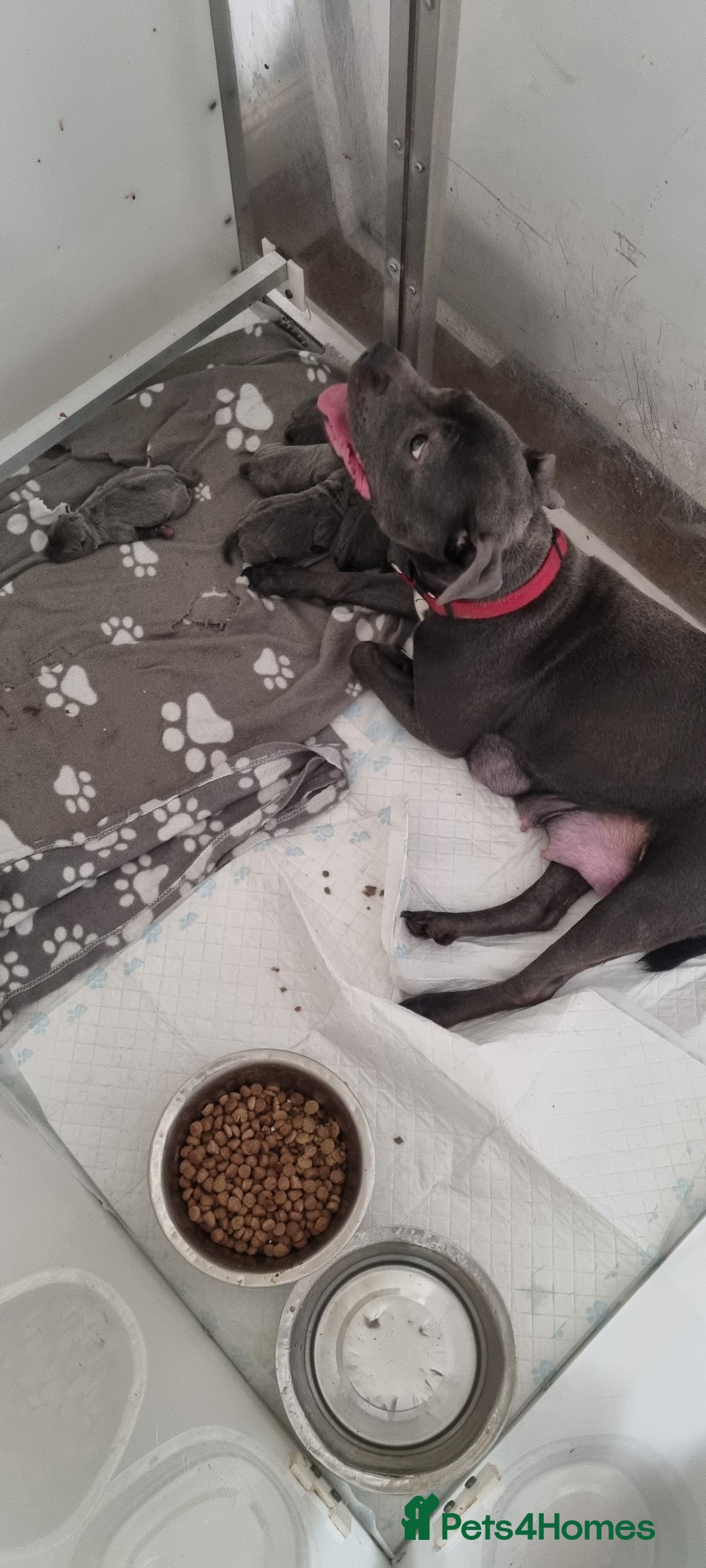 Staffordshire Bull Terrier dogs for sale: LAST ROYAL REGIMENT BOY KC REGISTERED  - Image 4